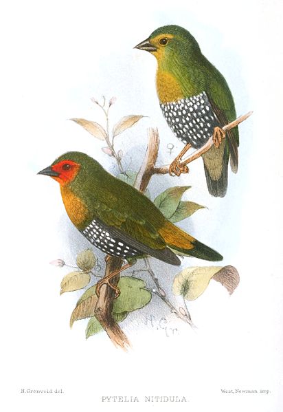 Mandingoa nitidula