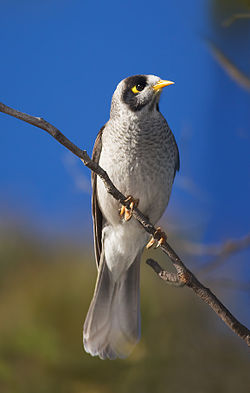Manorina melanocephala