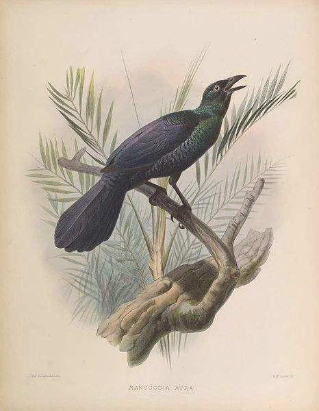 Manucodia ater