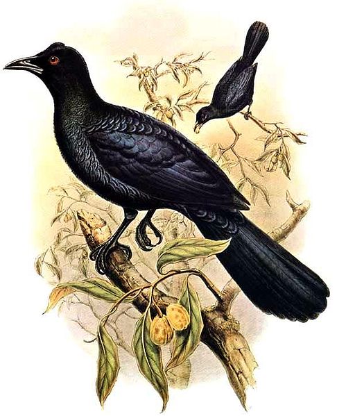 Manucodia chalybatus