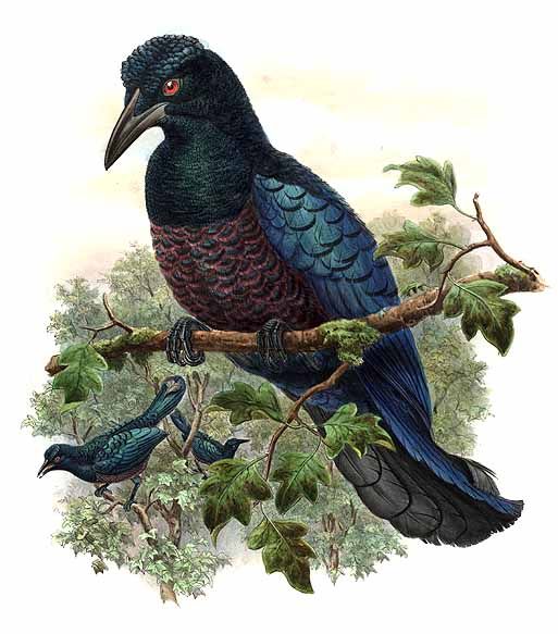 Manucodia jobiensis