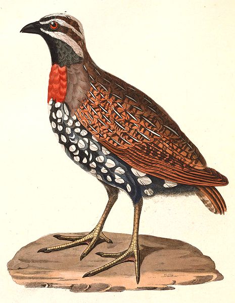 Margaroperdix madagascarensis