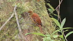 Margarornis rubiginosus