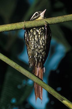 Margarornis squamiger