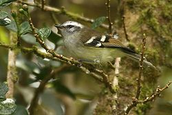 Mecocerculus stictopterus
