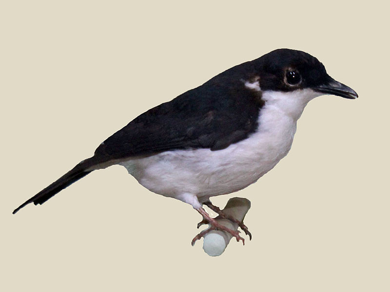 Megabyas flammulatus