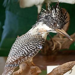 Megaceryle lugubris