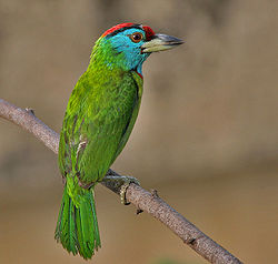 Megalaima asiatica