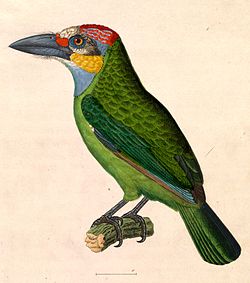 Megalaima chrysopogon