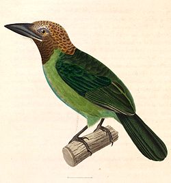 Megalaima corvina