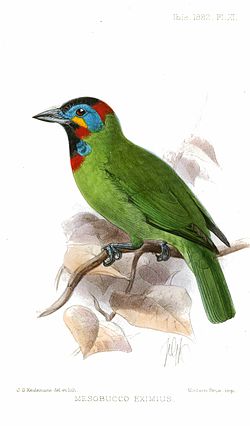 Megalaima eximia