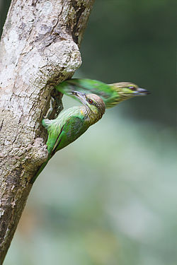 Megalaima faiostricta