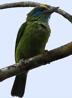 Megalaima flavifrons