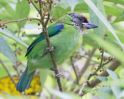 Megalaima franklinii