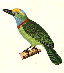 Megalaima henricii