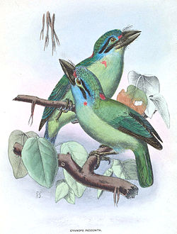 Megalaima incognita