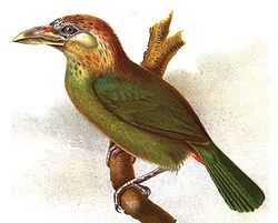 Megalaima lagrandieri