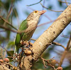 Megalaima lineata