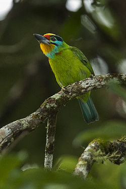 Megalaima oorti