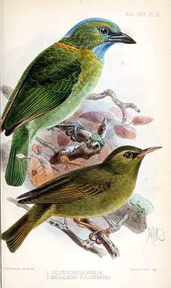 Megalaima pulcherrima