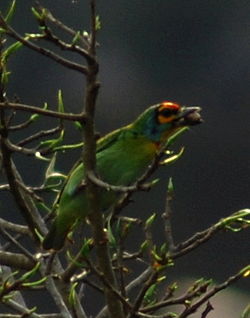 Megalaima rubricapillus