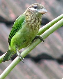 Megalaima viridis