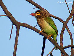 Megalaima zeylanica