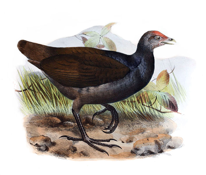 Megapodius eremita