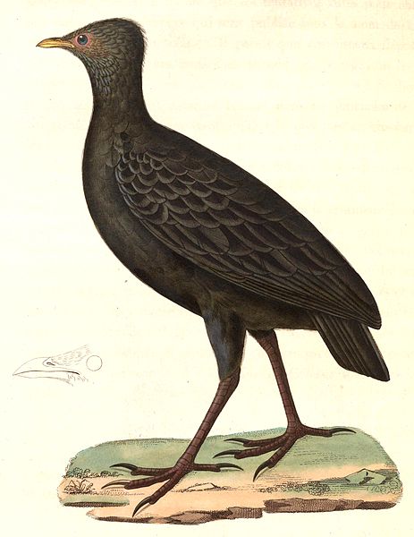Megapodius freycinet