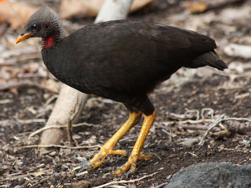 Megapodius laperouse