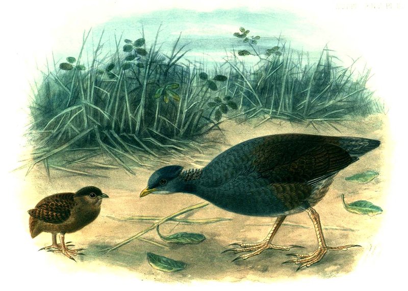 Megapodius pritchardii
