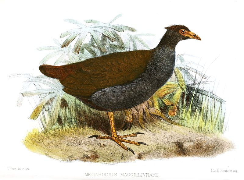 Megapodius reinwardt