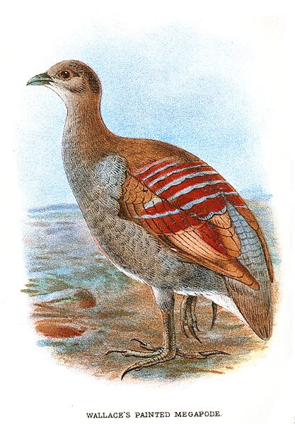 Megapodius wallacei