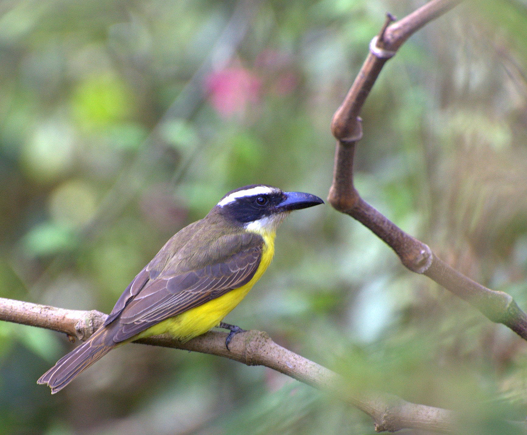 Megarynchus pitangua