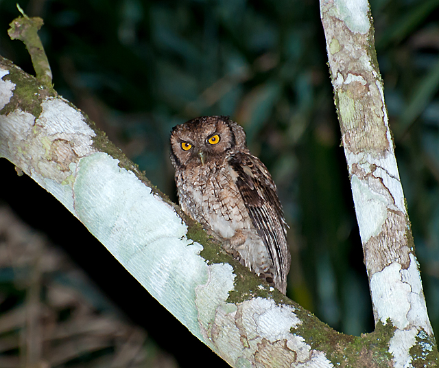 Megascops atricapilla