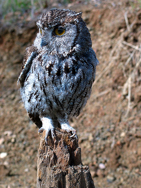 Megascops kennicottii