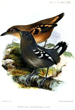 Megastictus margaritatus
