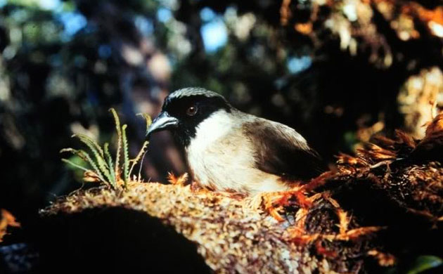 Melamprosops phaeosoma