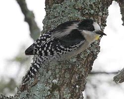 Melanerpes cactorum