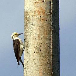 Melanerpes candidus