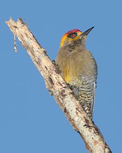 Melanerpes chrysogenys