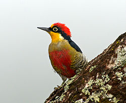Melanerpes flavifrons