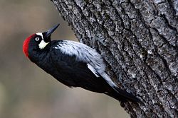 Melanerpes formicivorus