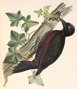 Melanerpes herminieri
