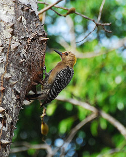 Melanerpes hoffmannii