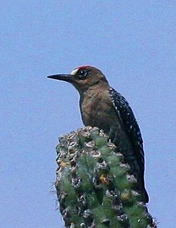 Melanerpes hypopolius