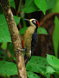 Melanerpes pucherani