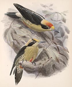 Melanerpes pulcher
