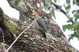 Melanerpes pygmaeus