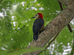 Melanerpes radiolatus